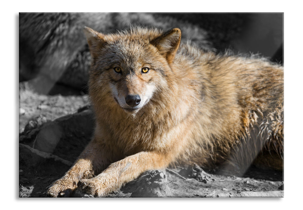 aufschauender majestätischer Wolf, Glasbild