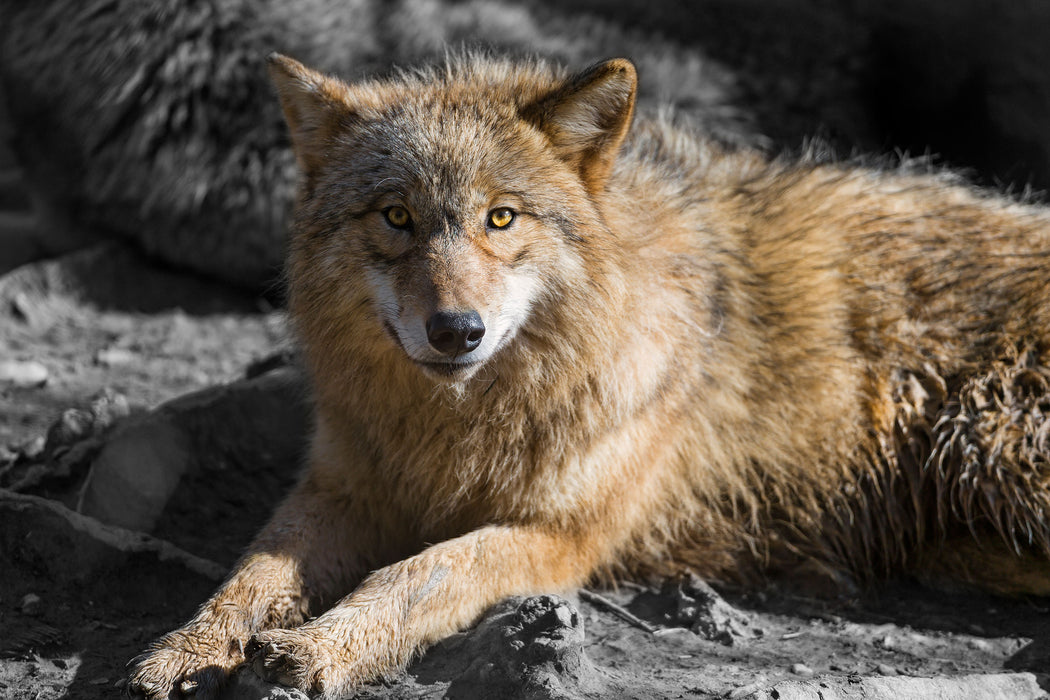 aufschauender majestätischer Wolf, Glasbild