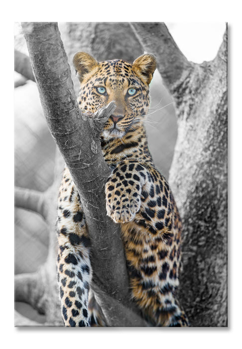 Pixxprint majestätischer Leopard auf Baum, Glasbild