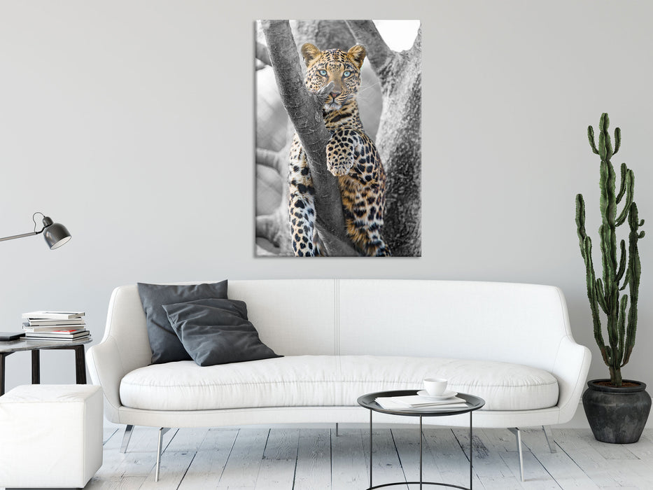 majestätischer Leopard auf Baum, Glasbild