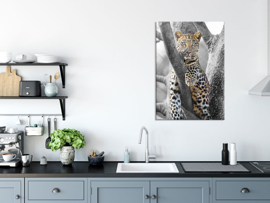 majestätischer Leopard auf Baum, Glasbild