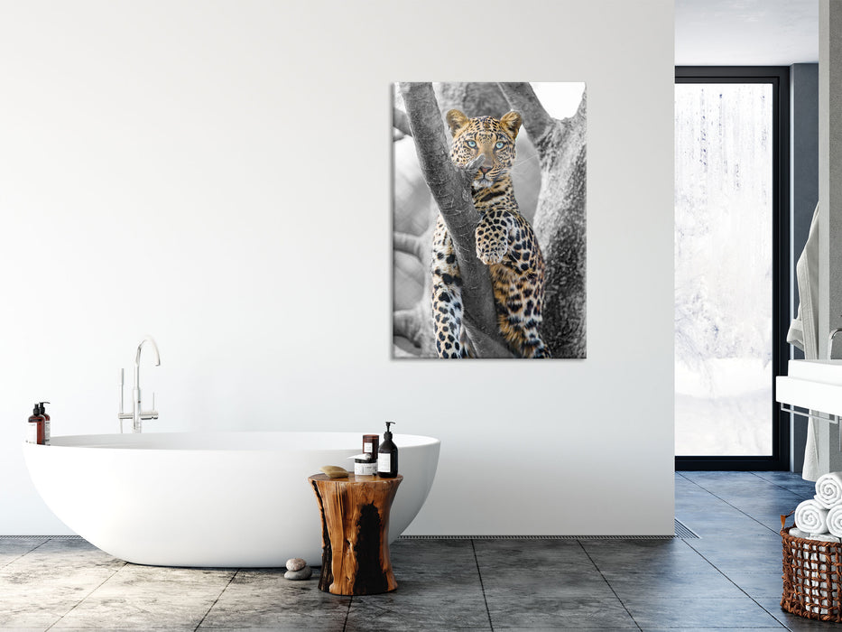 majestätischer Leopard auf Baum, Glasbild