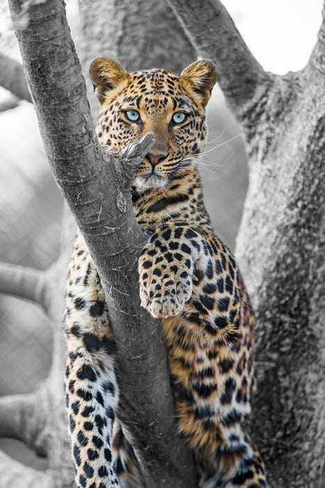 majestätischer Leopard auf Baum, Glasbild