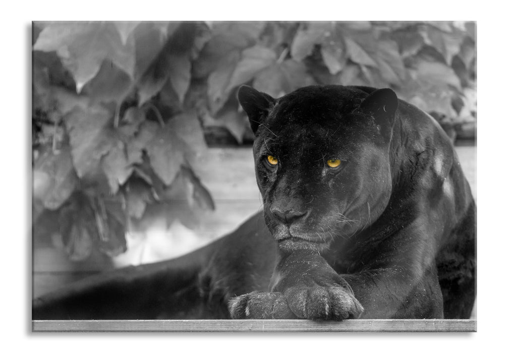 Pixxprint schöner schwarzer Panther, Glasbild