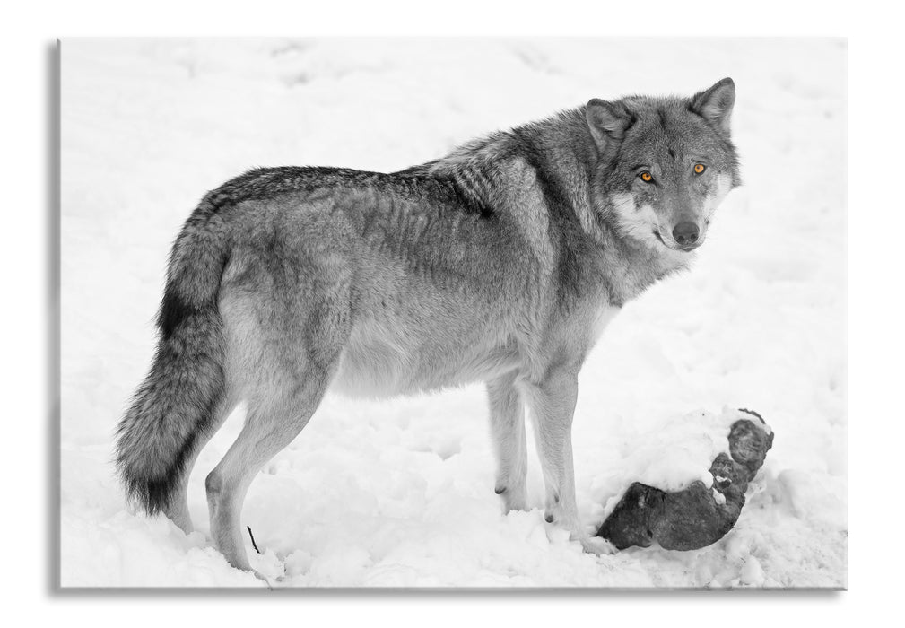 prächtiger Wolf im Schnee, Glasbild