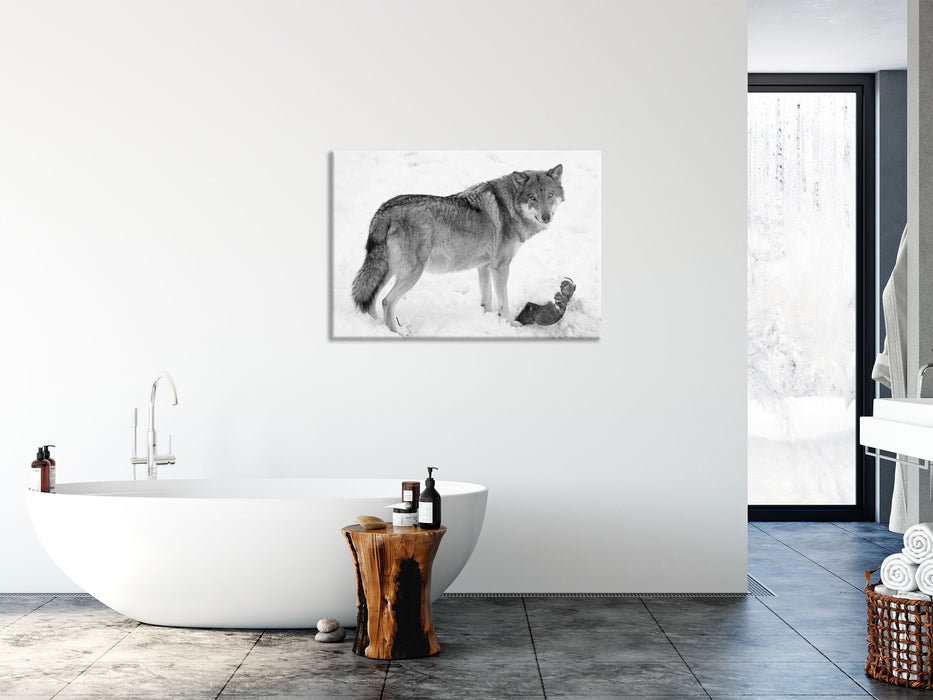 prächtiger Wolf im Schnee, Glasbild