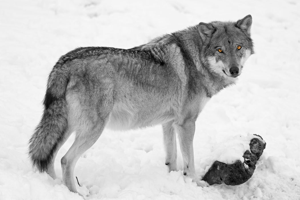 prächtiger Wolf im Schnee, Glasbild