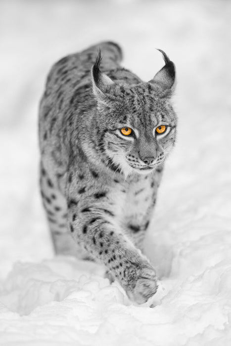 wunderschöner Luchs im Schnee, Glasbild