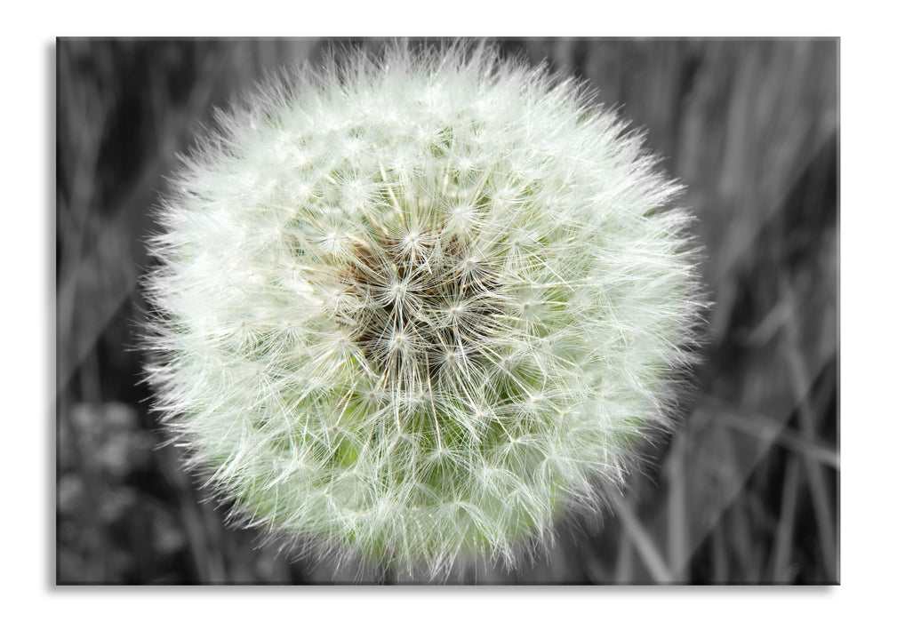 Pixxprint klassische zarte Pusteblume, Glasbild