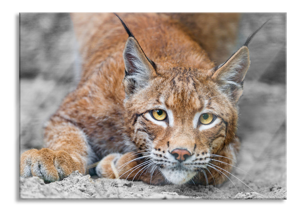 Pixxprint großer wachsamer Luchs, Glasbild