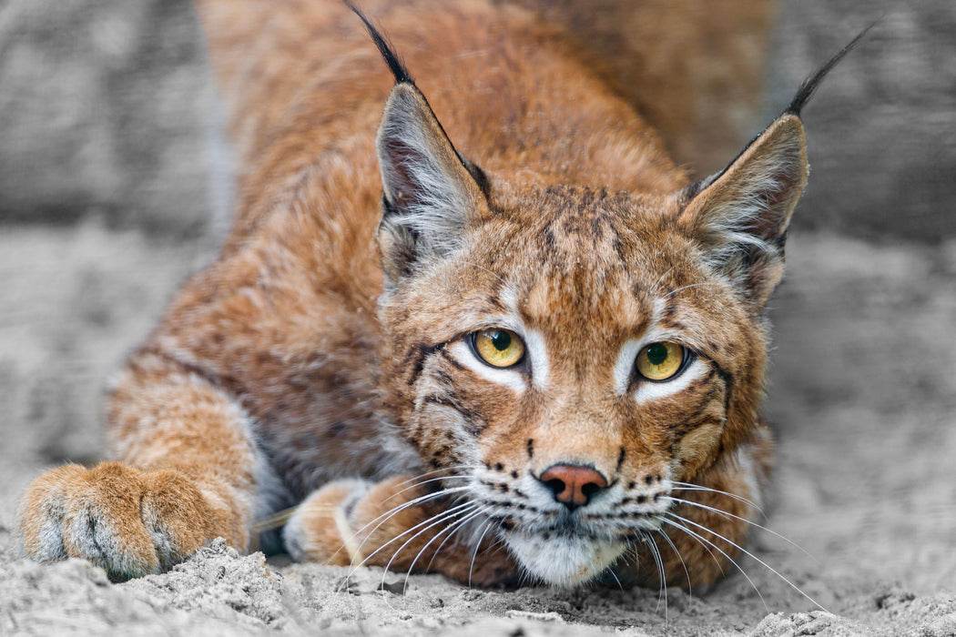 großer wachsamer Luchs, Glasbild