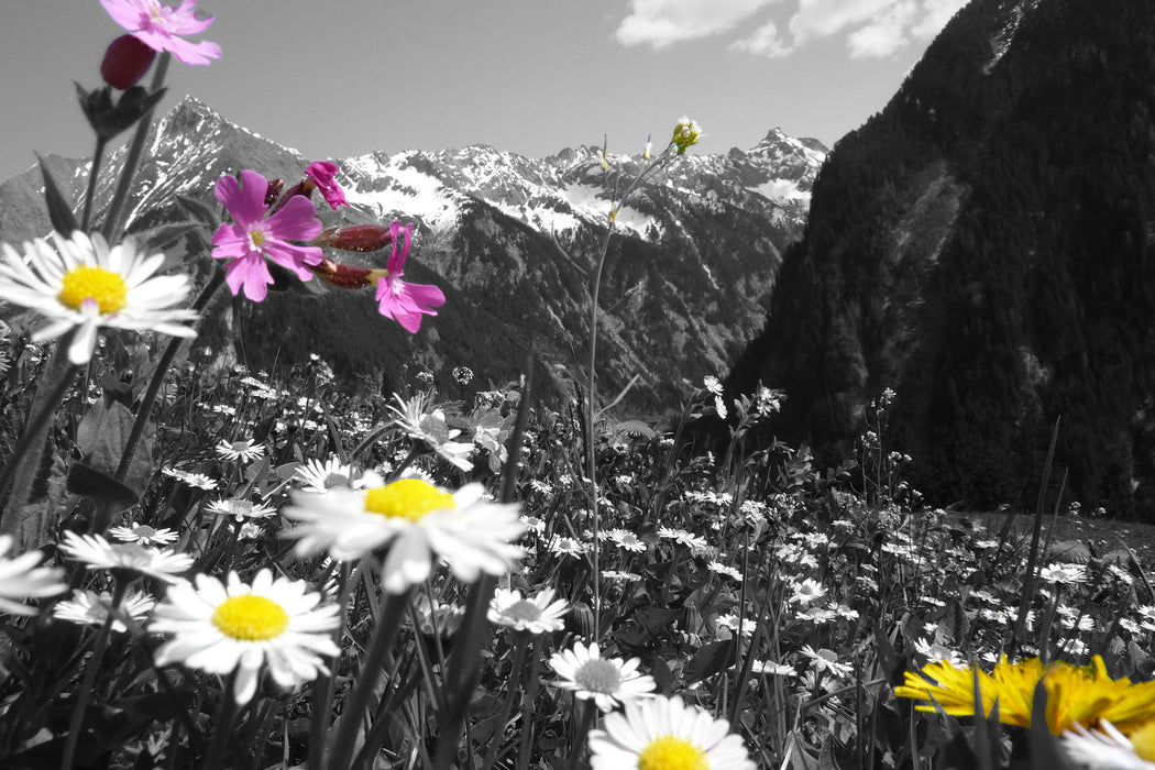 Alpenblumen, Glasbild