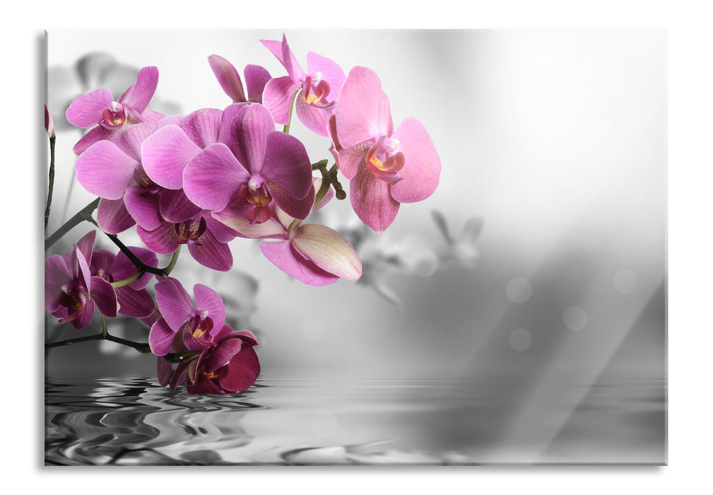 Pixxprint Orchideenblüten über Wasser, Glasbild