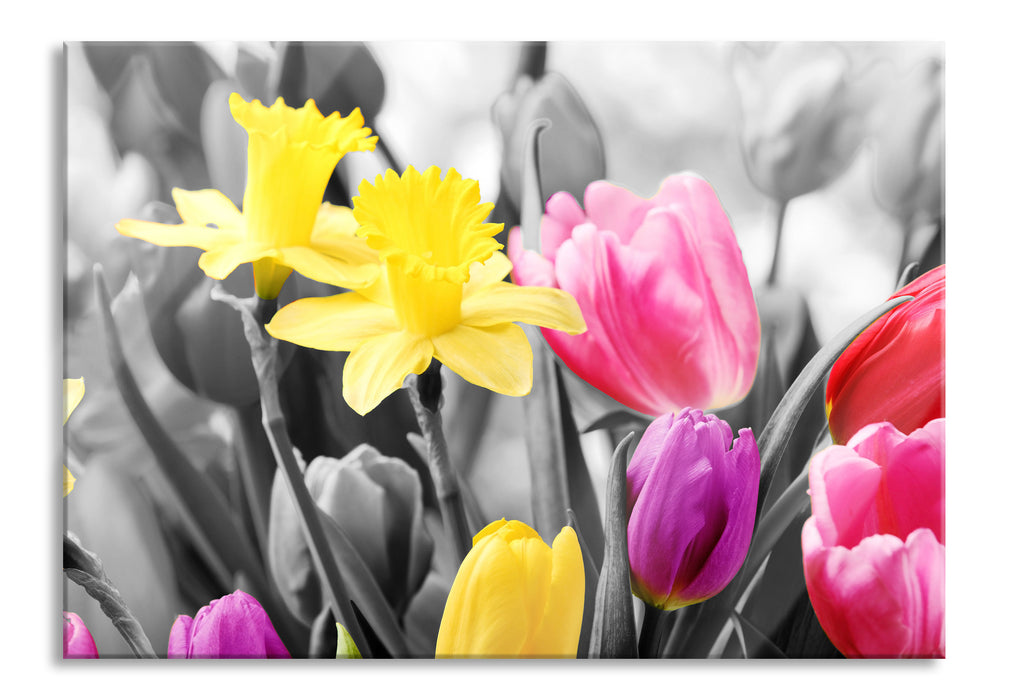 schöne Narzissen mit Tulpen, Glasbild