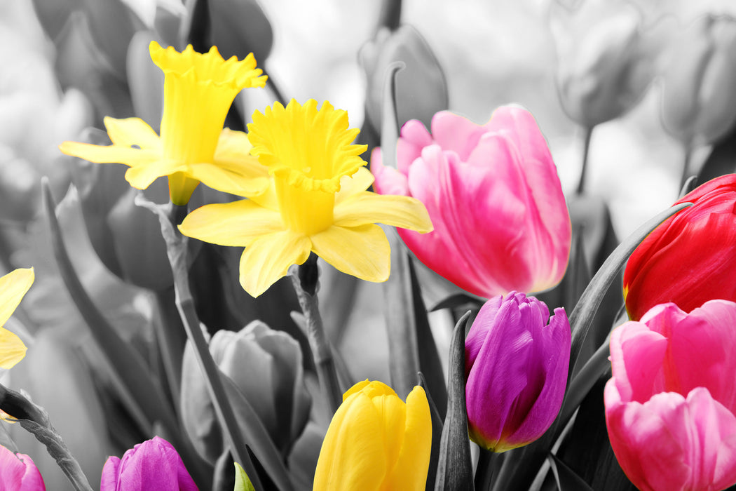 schöne Narzissen mit Tulpen, Glasbild