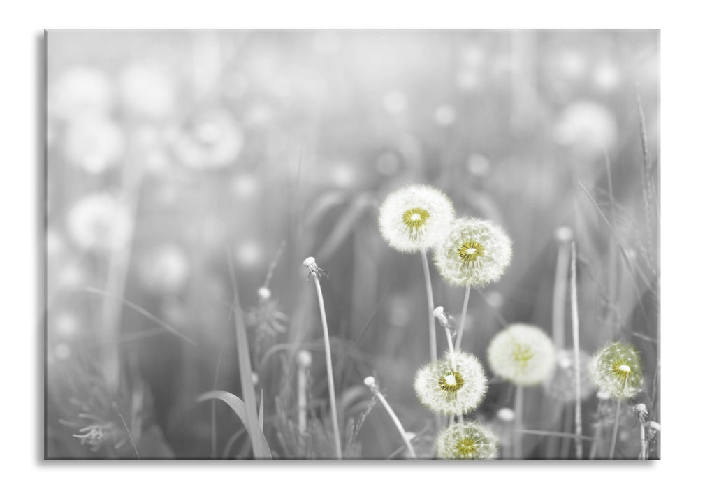 Pixxprint wunderschöne Pusteblumen, Glasbild