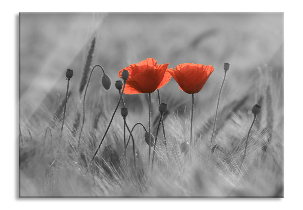 Pixxprint Mohnblumen auf einem Feld, Glasbild