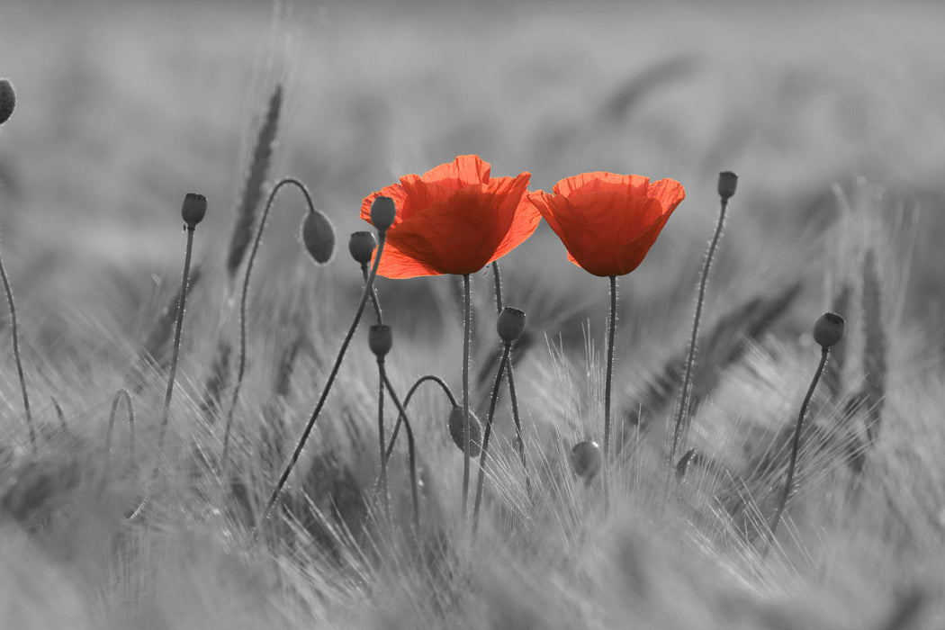 Mohnblumen auf einem Feld, Glasbild