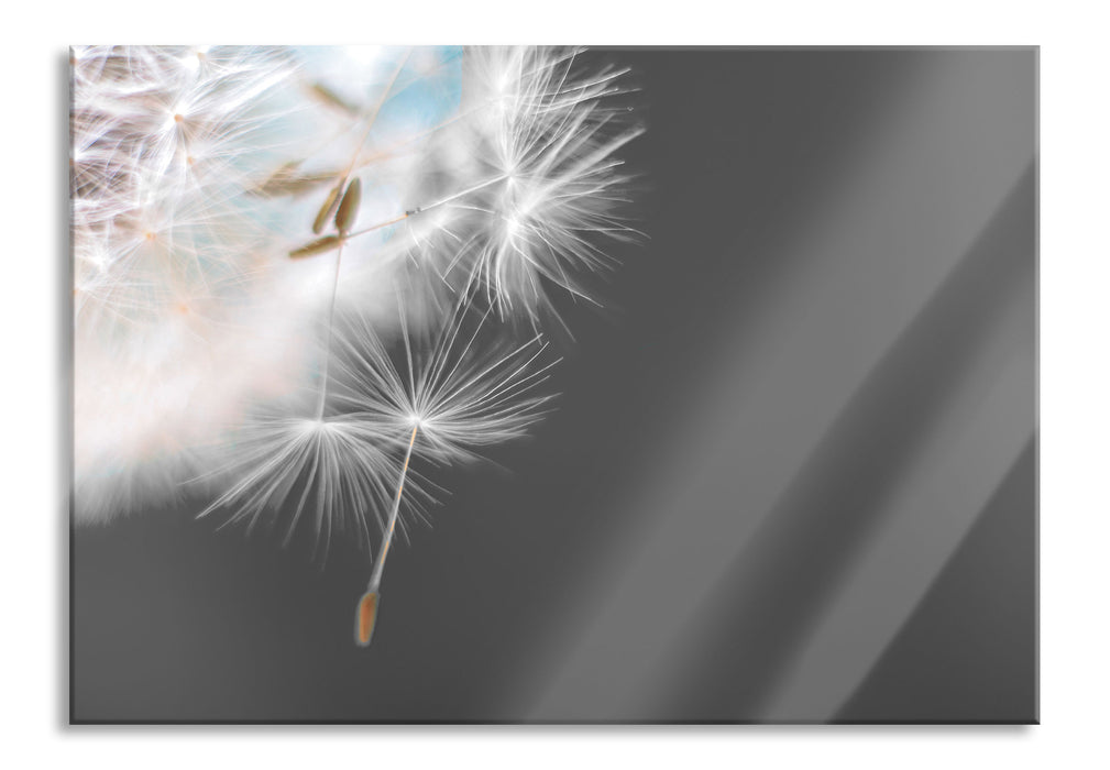 Pixxprint hübsche Pusteblume, Glasbild