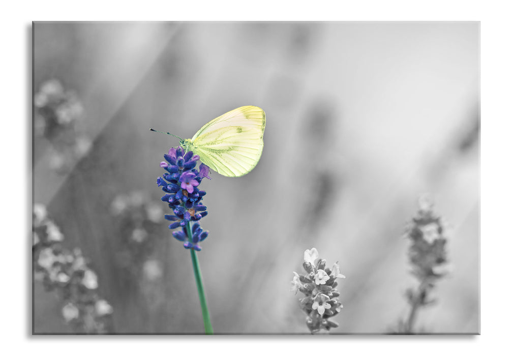 schöner Schmetterling auf Lavendel, Glasbild