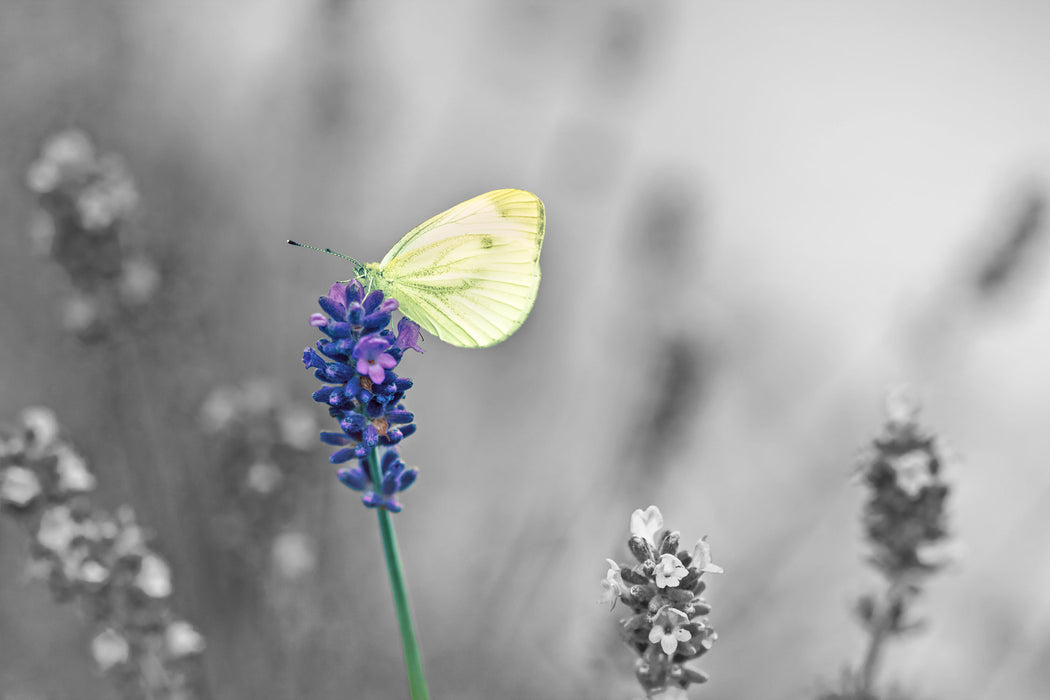 schöner Schmetterling auf Lavendel, Glasbild