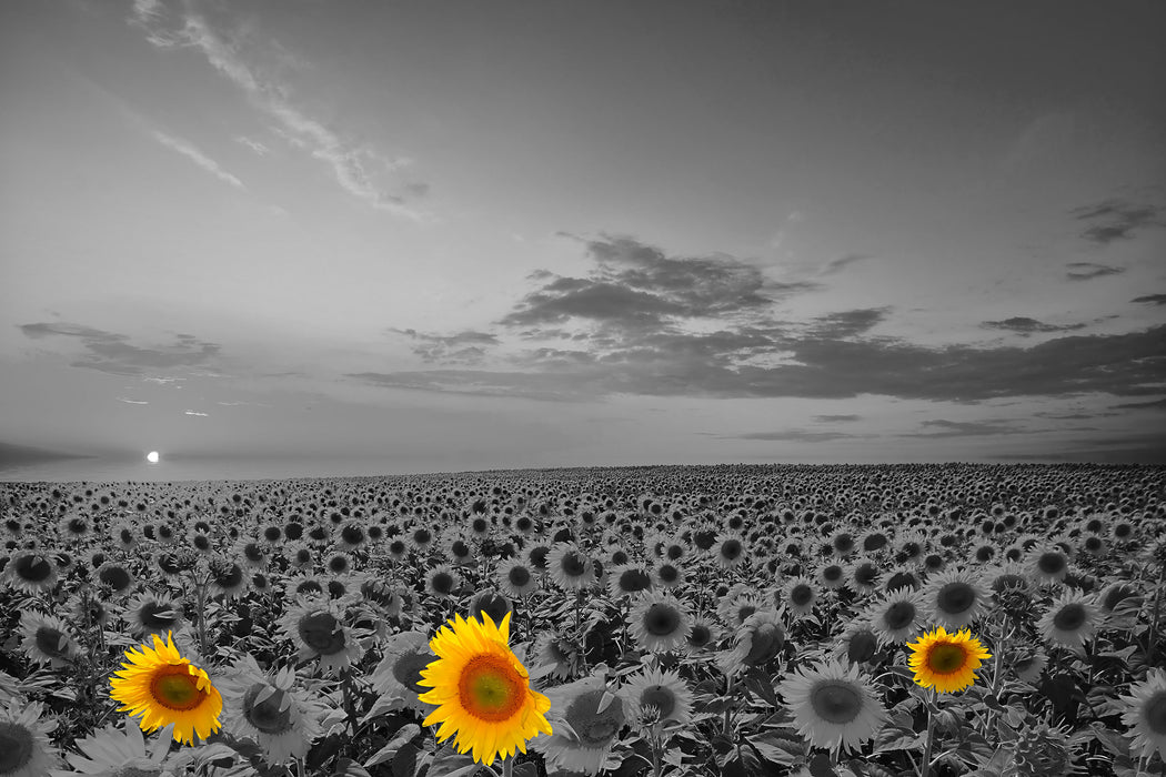 schönes Sonnenblumenfeld, Glasbild