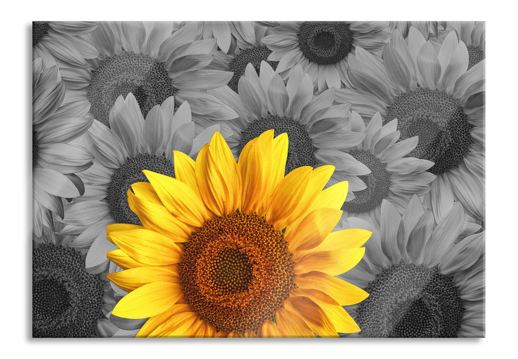 Pixxprint schöne Sonnenblumen, Glasbild