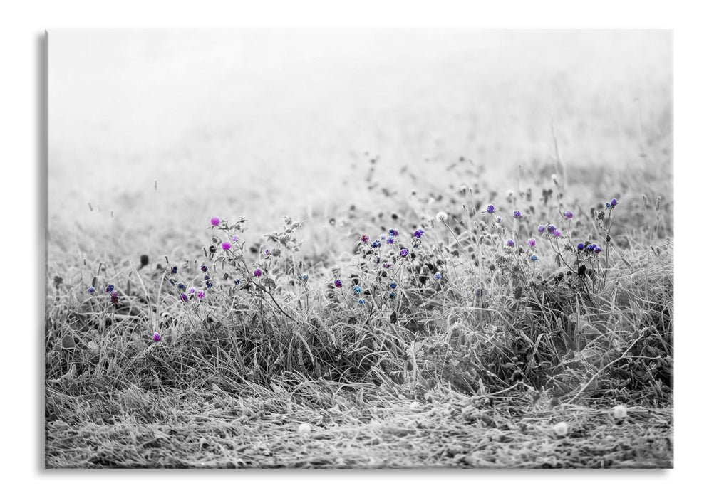 Pixxprint Distel Feld im Retro Look, Glasbild