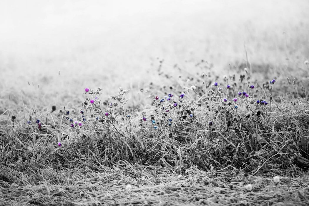 Distel Feld im Retro Look, Glasbild