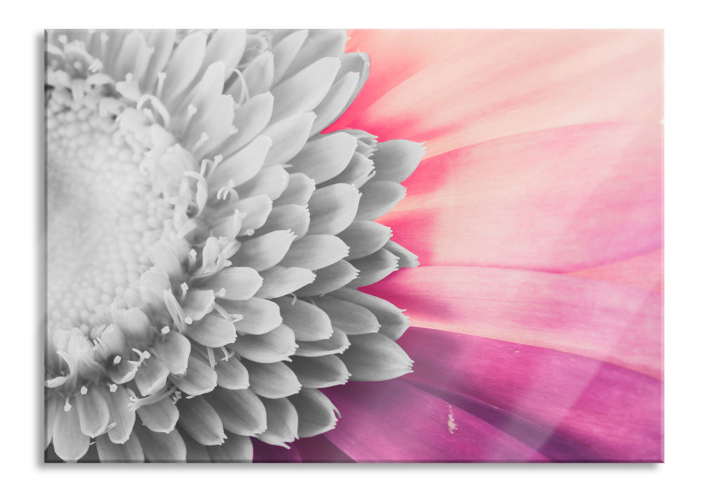 atemberaubende Gerbera Blüte, Glasbild