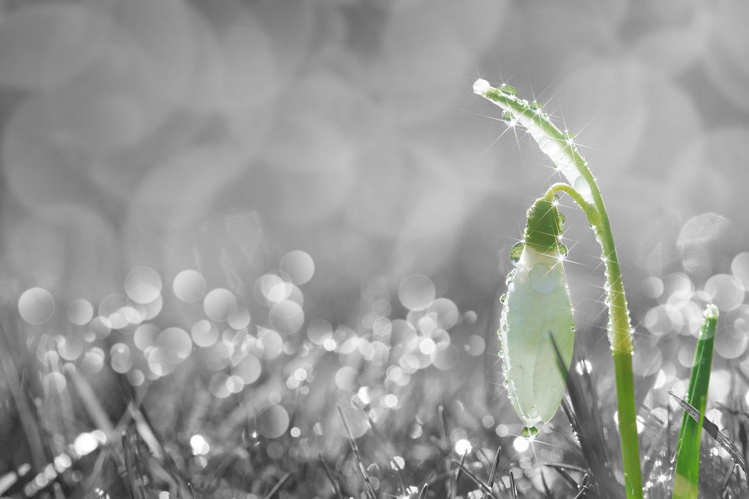 Schneeglöckchen im Morgentau, Glasbild