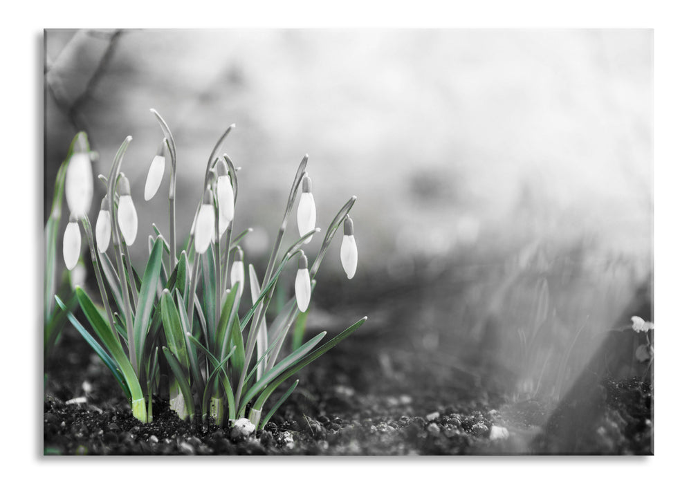 Frühlings Schneeglöckchen, Glasbild