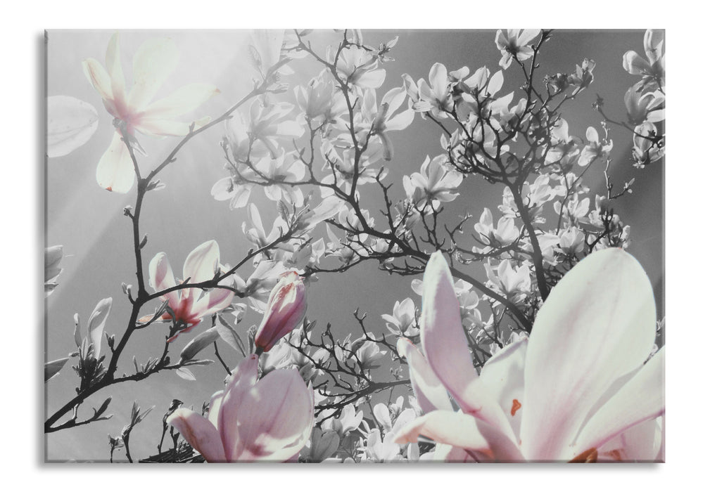 Pixxprint schöne Magnolie Blüten, Glasbild