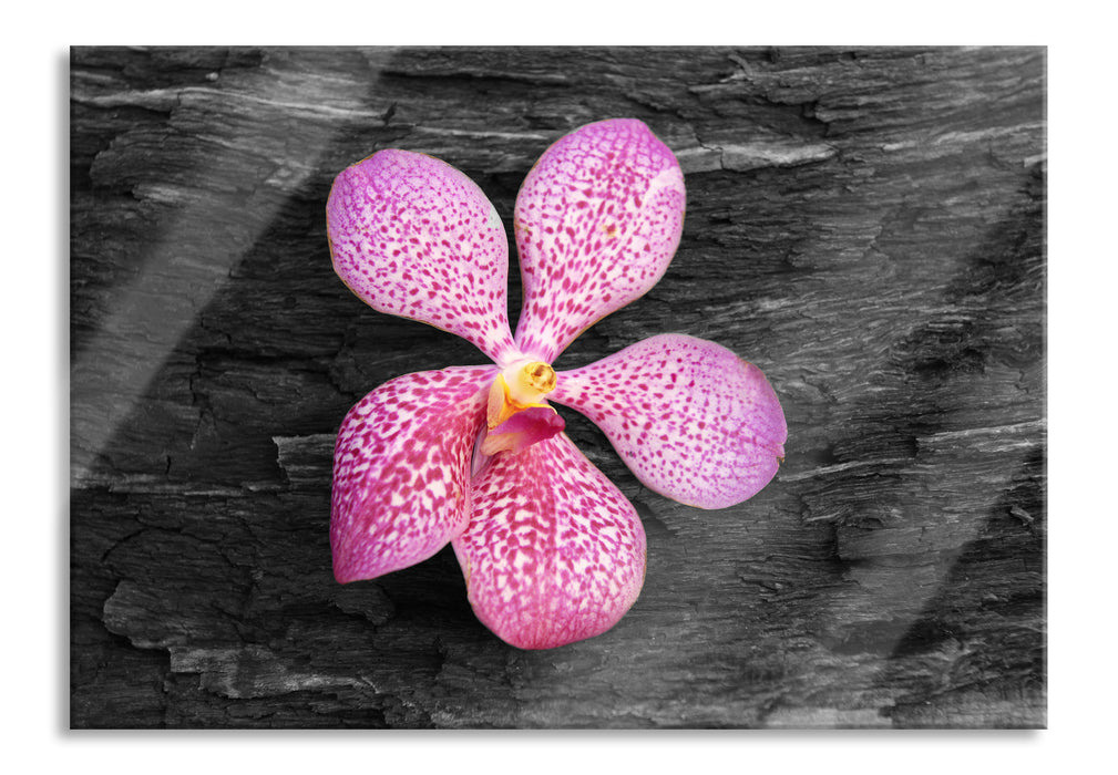 Pixxprint Orchideenblüte auf Rinde, Glasbild