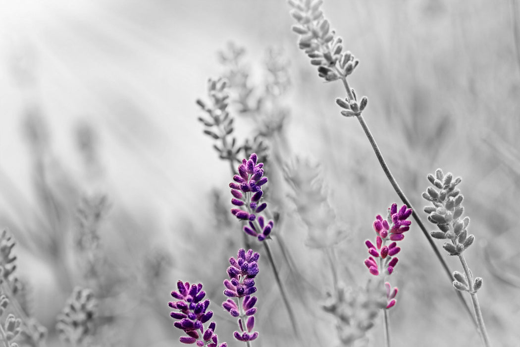 schöner Lavendel, Glasbild