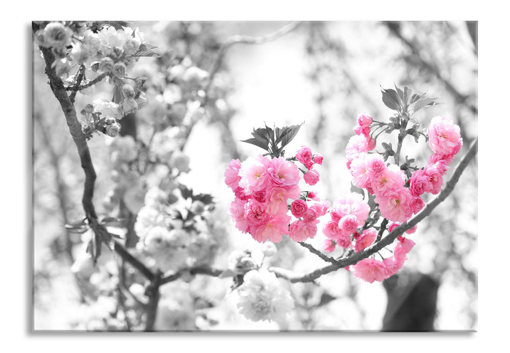 Pixxprint sehr schöne Kirschblüten, Glasbild