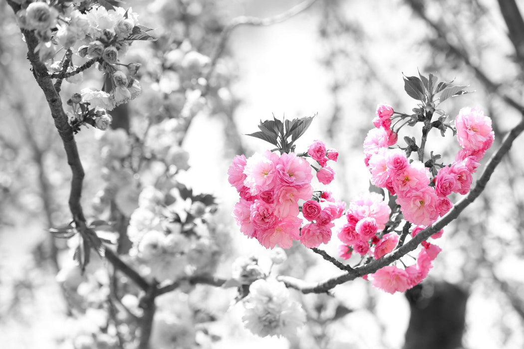 sehr schöne Kirschblüten, Glasbild