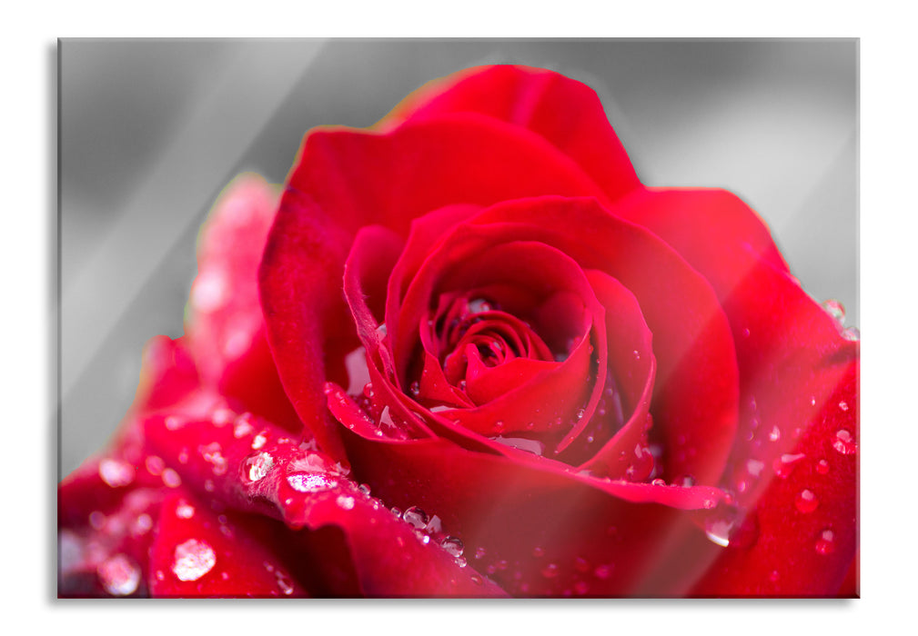 Pixxprint Rose mit Wassertropfen, Glasbild