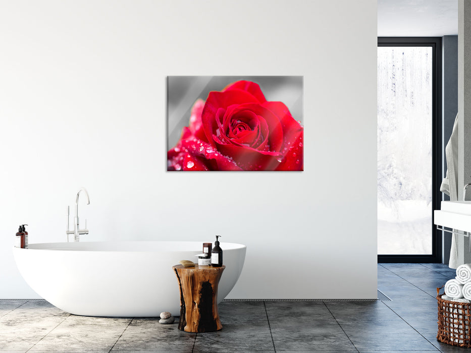 Rose mit Wassertropfen, Glasbild