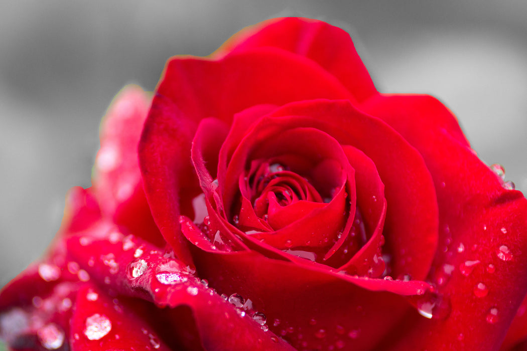 Rose mit Wassertropfen, Glasbild