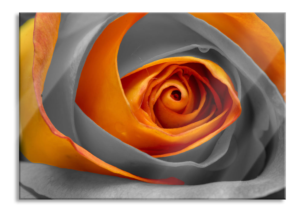 Pixxprint wunderschöne geschlossene Rose, Glasbild