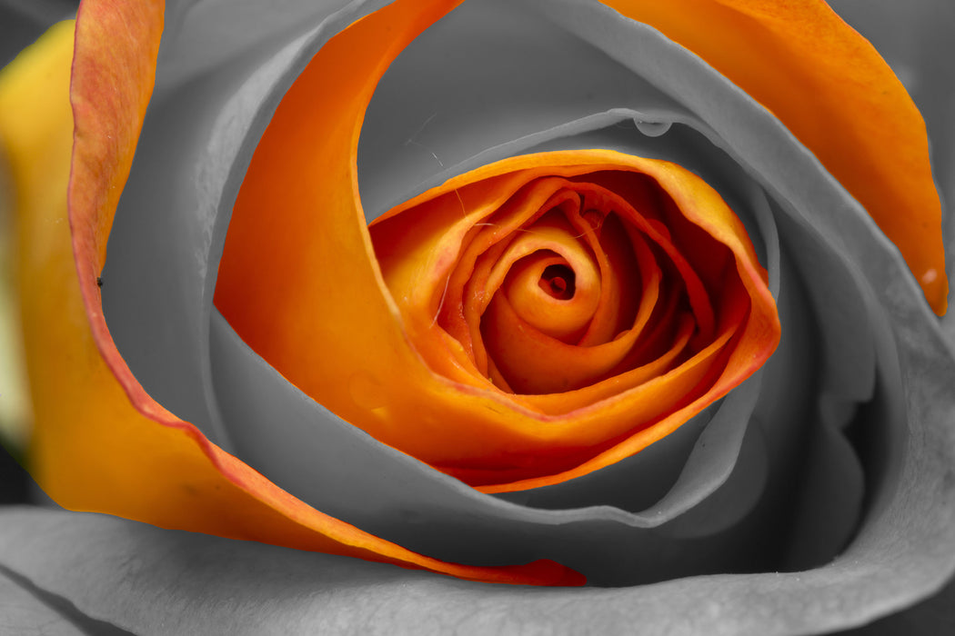 wunderschöne geschlossene Rose, Glasbild