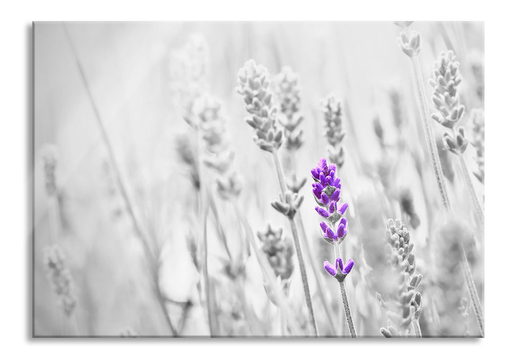 Pixxprint wundervoller Lavendel, Glasbild