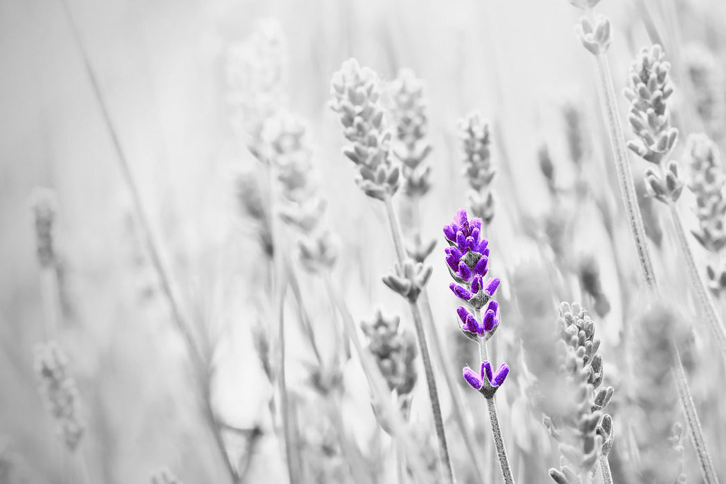 wundervoller Lavendel, Glasbild