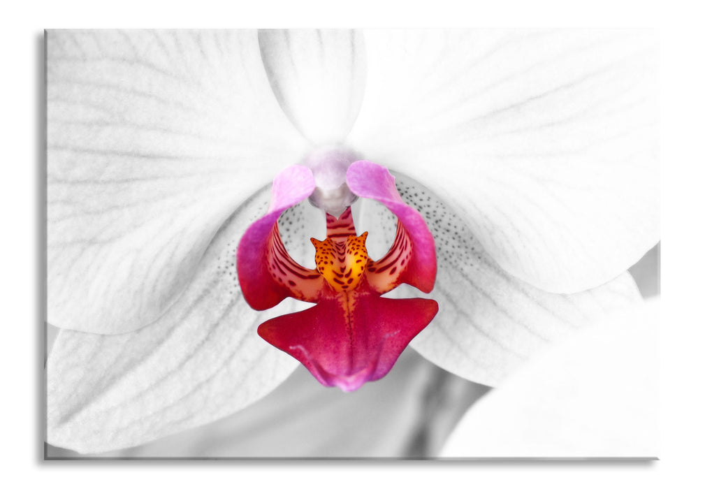 Pixxprint anmutige Orchideen Blüte, Glasbild