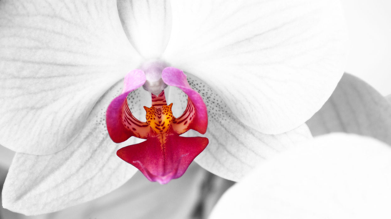 anmutige Orchideen Blüte, Glasbild