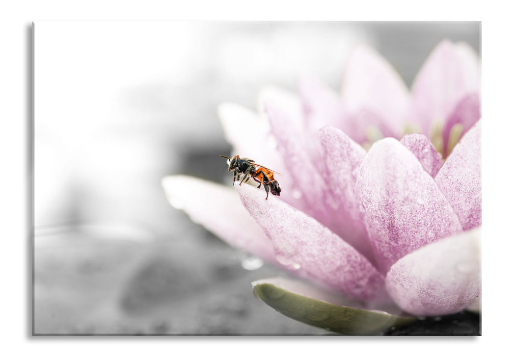 süße Biene auf Seerosenblüte, Glasbild