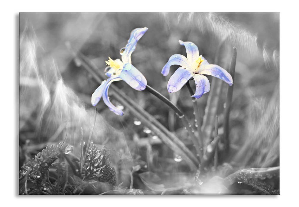 schöne kleine Waldblume, Glasbild