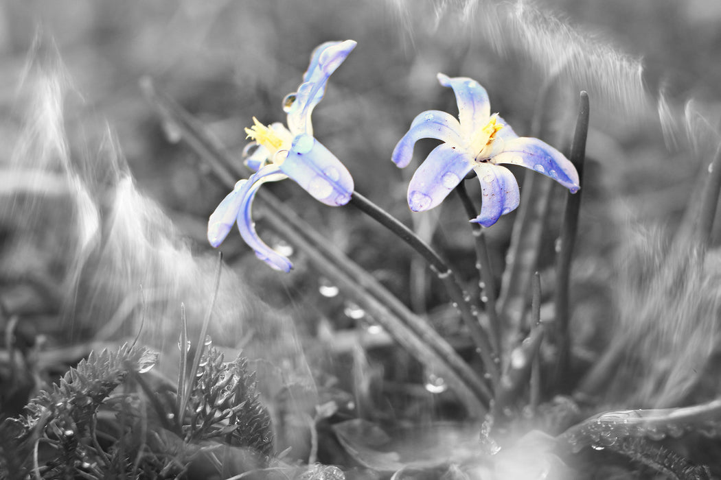 schöne kleine Waldblume, Glasbild