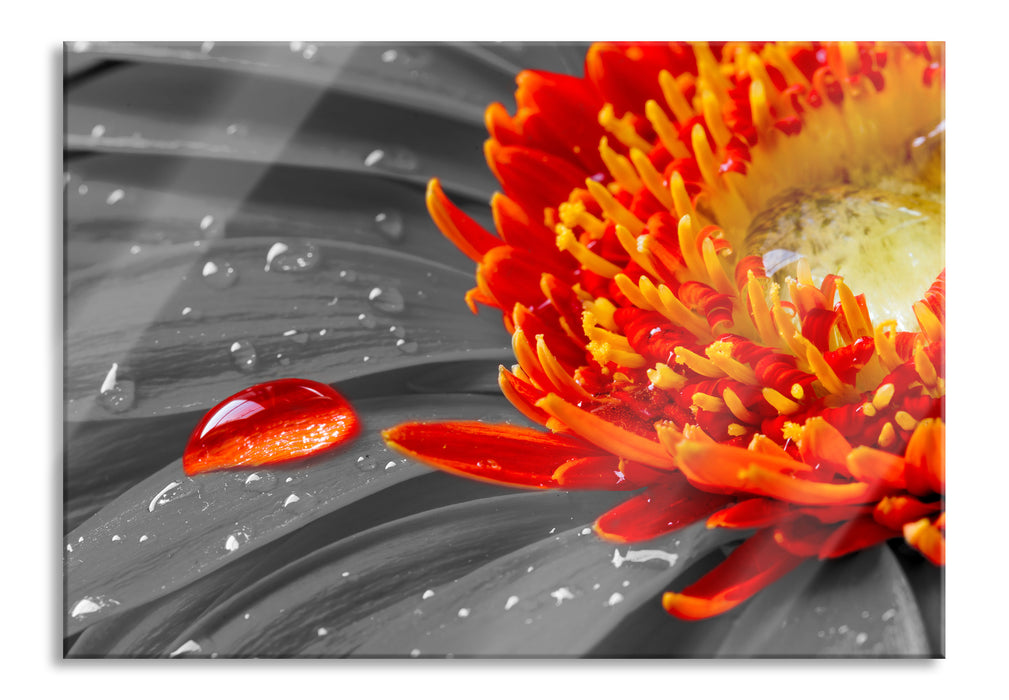 Pixxprint Wassertropfen auf Gerbera, Glasbild